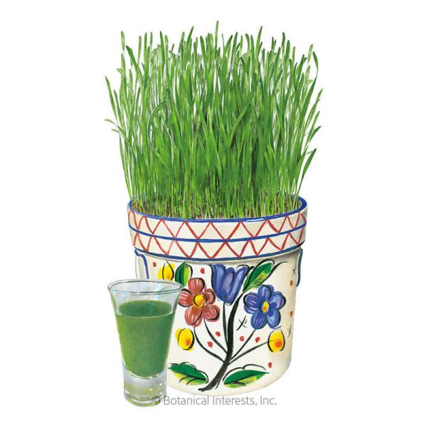 Wheatgrass Juice Seeds Online Hot Sale